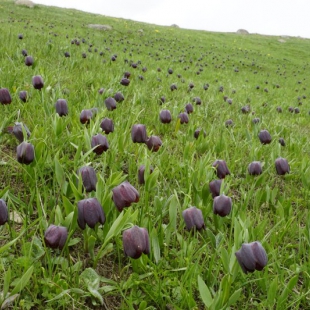 Fritillaria latifolia 